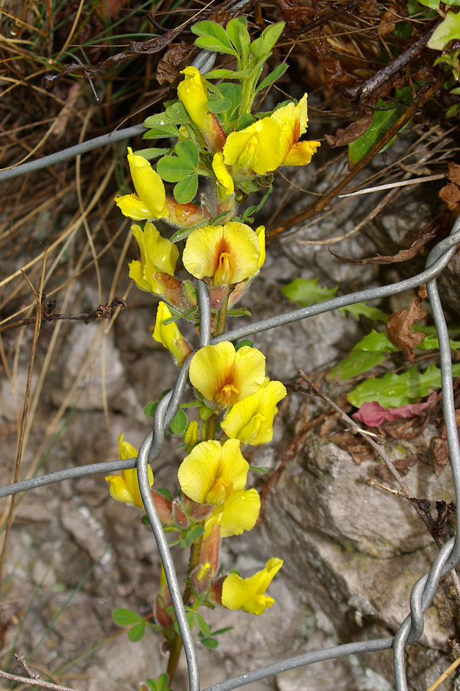Cytisus hirsutus / Citiso peloso